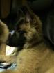 Chiots berger belge tervueren - Miniature