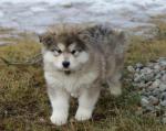 Chiot alaskan malamute à réserver - Miniature