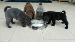 3 chiots type sharpei:femelles noire,grise,fauve - Miniature