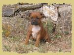 Staffie - Miniature