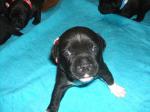 Chiot staffie lof - Miniature