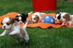 Chiots cavalier king charles a placer - Miniature