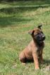 Chiot malinois - Miniature