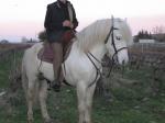 Vend etalon camargue - Miniature