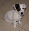  magnifique chiot type jack russel - Miniature