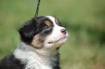 Chien  berger australien a adopter - Miniature