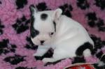 Petite merveille bouledogue - Miniature