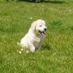 Jolie chiot golden retriever - Miniature