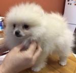 Offre de ma superbe chiot spitz - Miniature