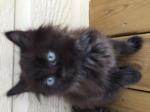 Urgent donne chatons long poil - Miniature