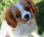 Chiots type cavalier king - Miniature