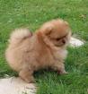 Chiot spitz nain alleamnd , vrais loulou pomeranien - Miniature