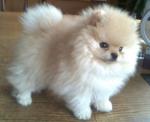 Chiots spitz disponibles - Miniature