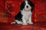 Chiots cavalier king charles spaniel - Miniature