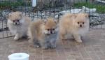 Chiots spitz nain allemand - Miniature