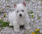 Superbes chiots westie male et femelle disponibles. - Miniature