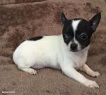 Femelle chihuahua lof - Miniature