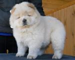 Chiots de chow chow - Miniature