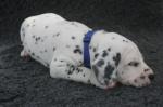 Adoptez un chiot dalmatien lof né le 13/05/17 testé pea - Miniature