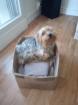 Vend yorkshire terrier - Miniature