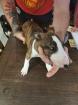 Chiots bull terrier - Miniature