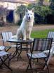 Etalon berger blanc suisse pour saillie - Miniature