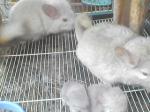  couple chinchilla plus 2 petits  - Miniature