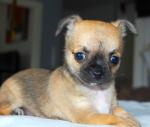 Magnifique chiot type femelle chihuahua a donner‏ - Miniature