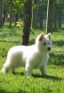 Chiots berger blanc suisse à poils longs lof - Miniature