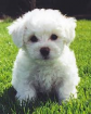 Bichons frisé - Miniature