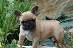 Chiot bouledogue français mâle fauve lof - Miniature