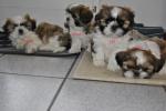 Chiots type shih tzu - Miniature