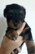 Chiots croise yorkshire - caniche - Miniature