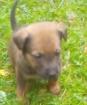 Vends chiots - Miniature