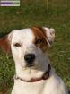 A donner jack russel lof pour saillie - Miniature