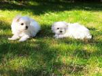 Je vous propose mes chiots bichon maltais - Miniature