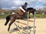 Location poney de sport - Miniature