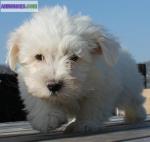 Voici 03 chiots bichon maltais - Miniature