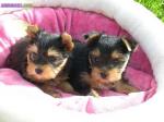 Tres jolie chiots yorkshire - Miniature