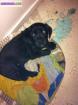 Chienne type labrador - Miniature