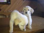 Chiots golden retrivers - Miniature