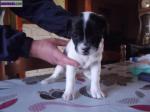 Type bouledogue - Miniature