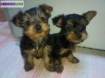 Chiot croisé de yorkshire et pinscher - Miniature