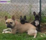 Bb bouledogue lof - Miniature