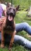 Chiots berger belge malinois lof - Miniature