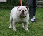 Bouledogue anglais pour saillie - Miniature