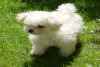 Magnifique chiots bichon maltais - Miniature