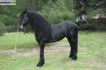 Vend cheval frison - Miniature
