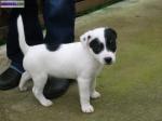 Vend jack russel - Miniature