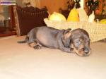 Chiot teckel poil dur standard inscrit au lof - Miniature